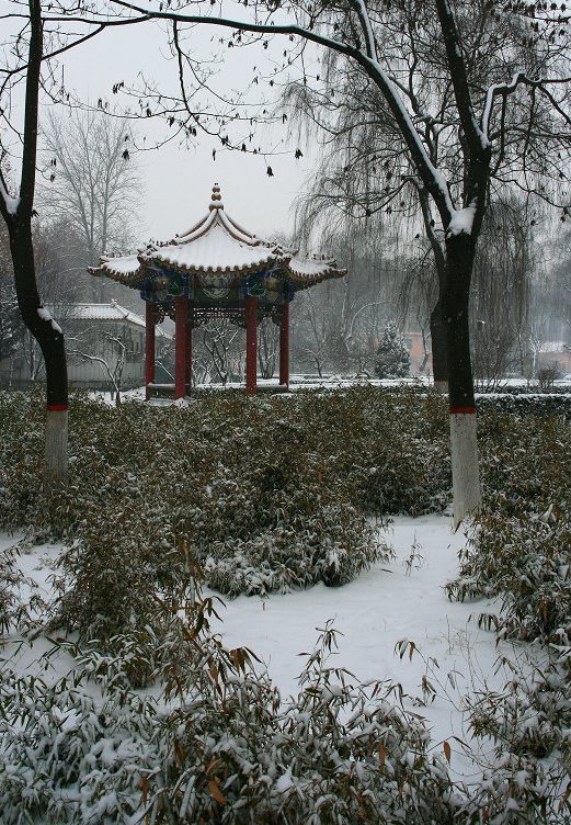 下雪了,都是雪的片子