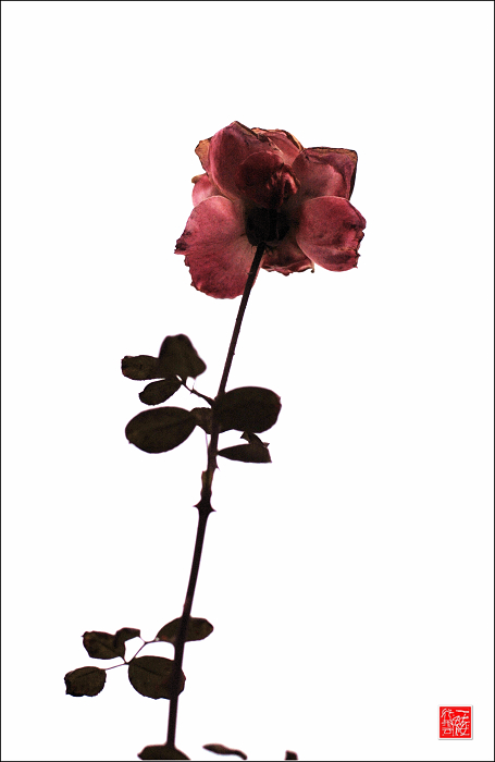 花落花开无间断~~~~