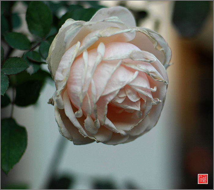 花落花开无间断~~~~