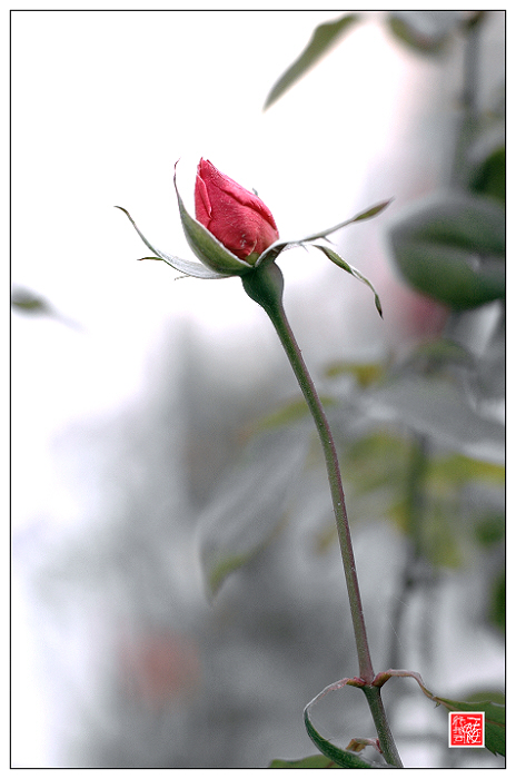 花落花开无间断~~~~