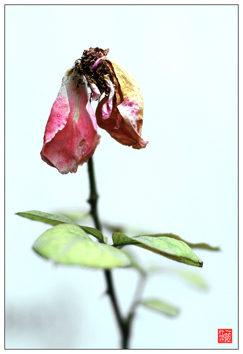 花落花开无间断~~~~