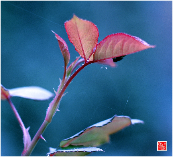 花落花开无间断~~~~