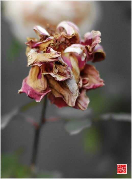 花落花开无间断~~~~