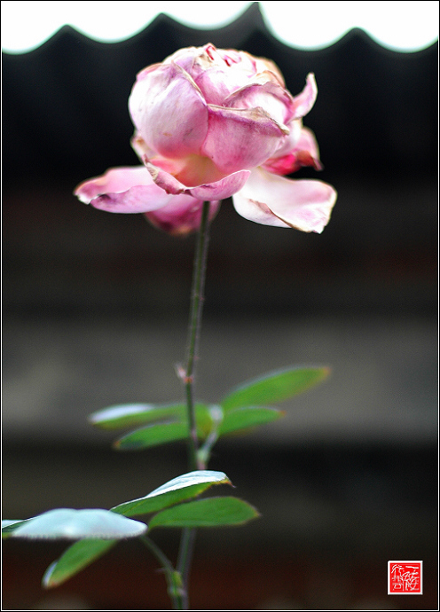 花落花开无间断~~~~