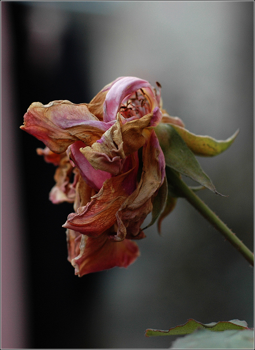 花落花开无间断~~~~