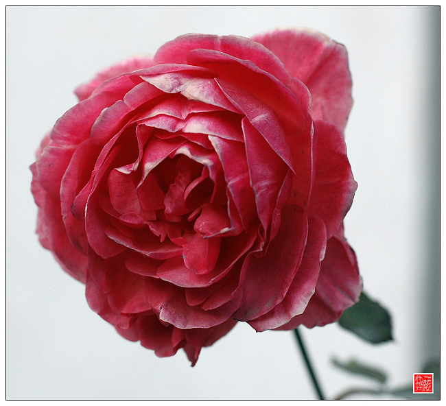花落花开无间断~~~~