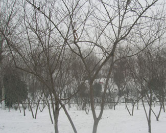 烟雾迷蒙----雪景