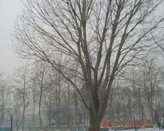 烟雾迷蒙----雪景