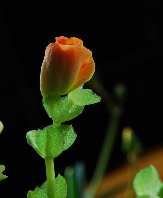 学微距