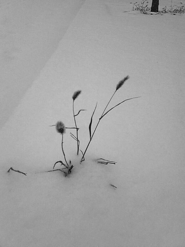 今年第一场雪来的晚了些