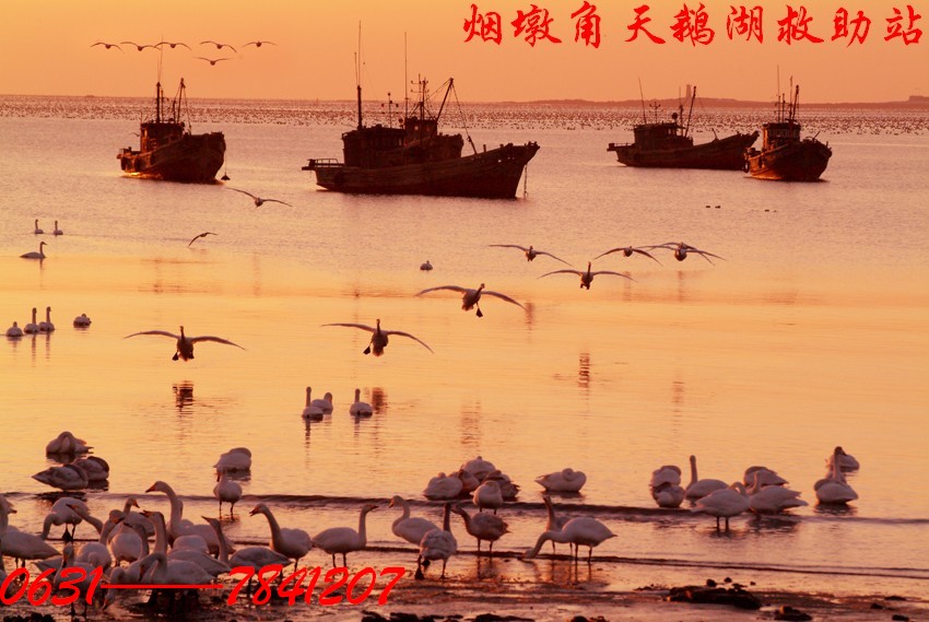 来俺山东拍天鹅
