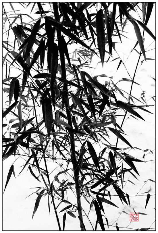 竹