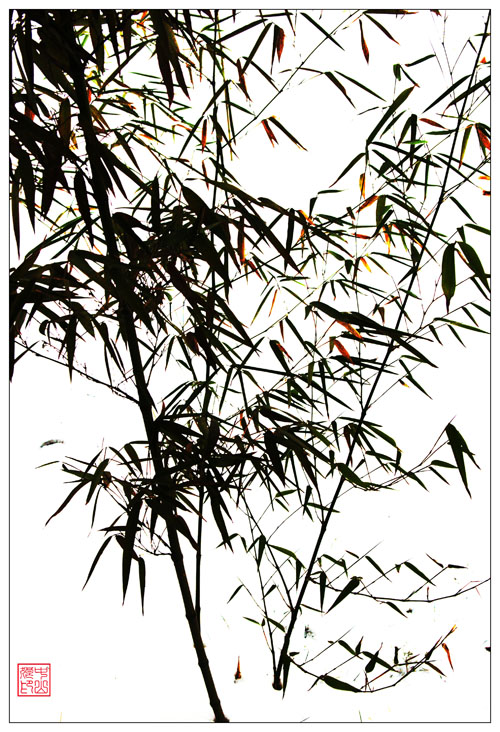 竹