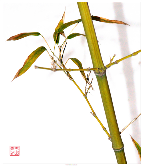 竹