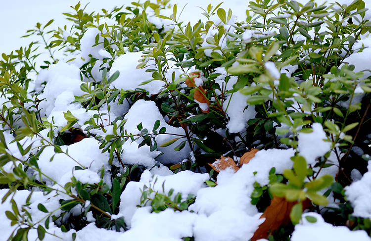 瑞雪兆和谐