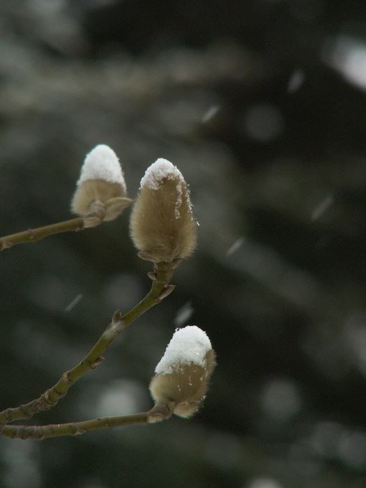 飞雪迎春