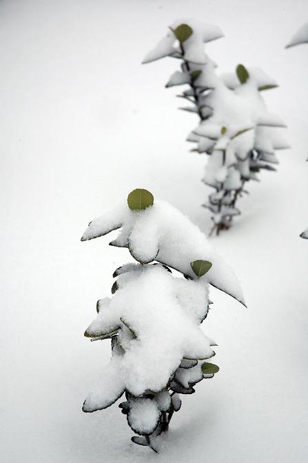 期待