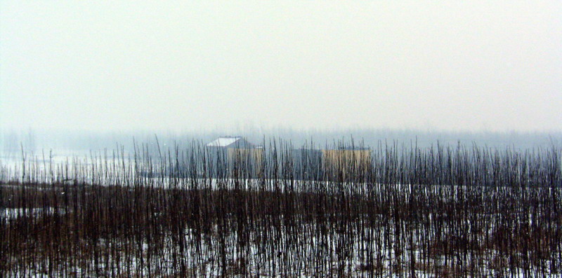 雪中小景