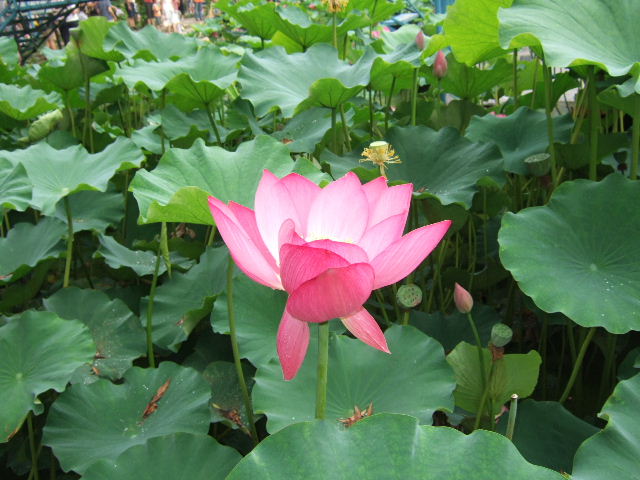 夏日荷花