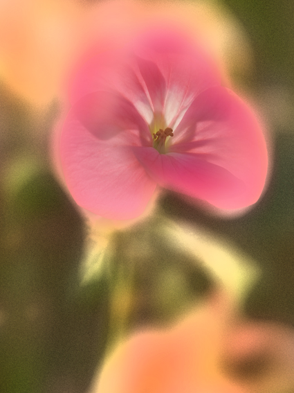 花非花