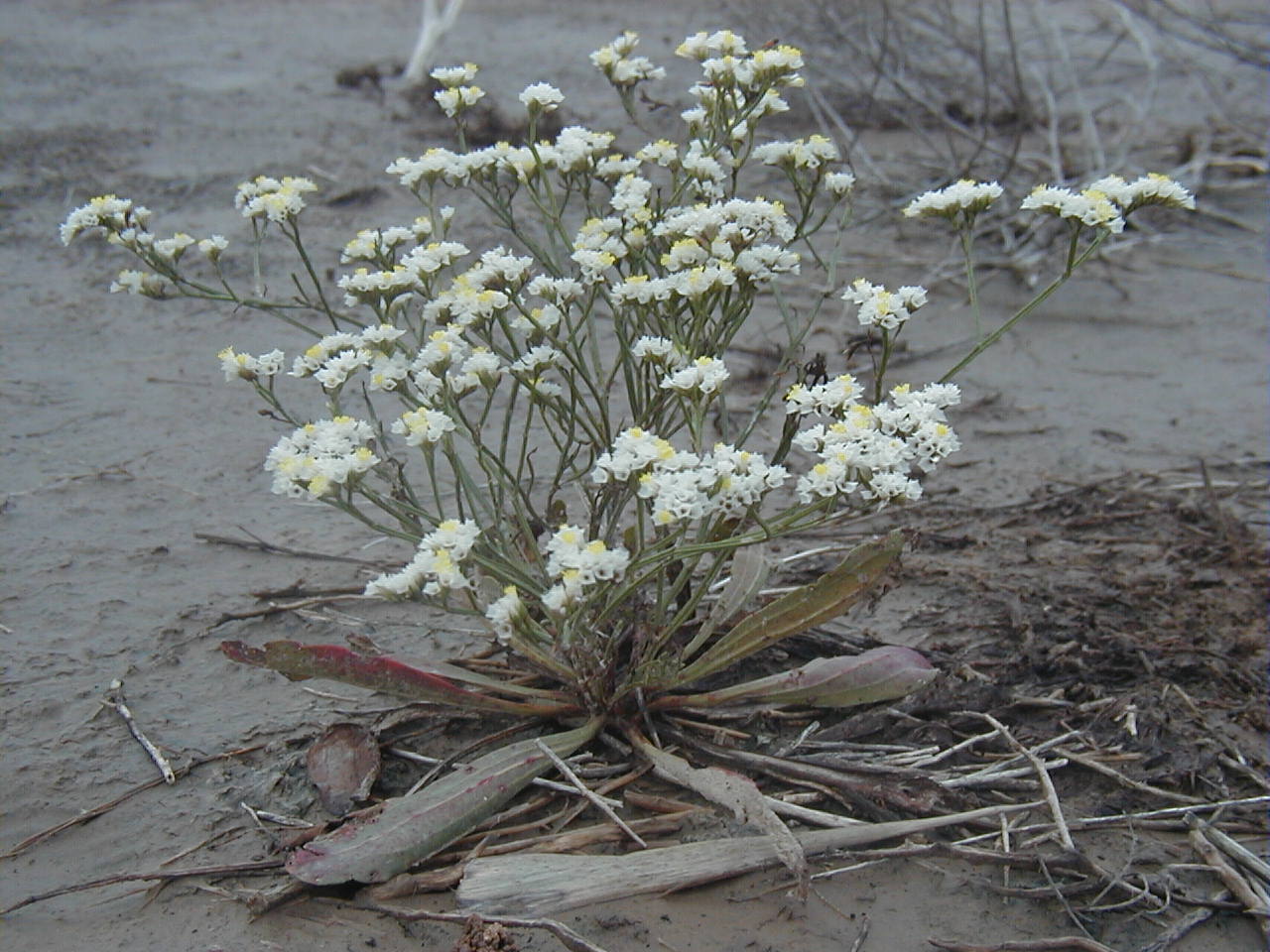 一朵野花