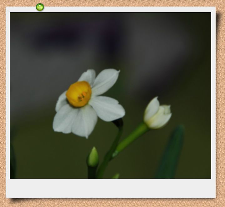 水仙花