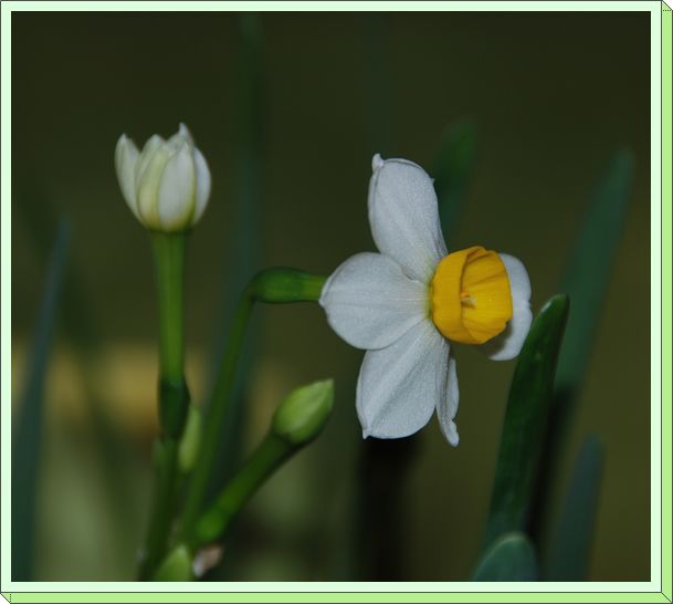 水仙花