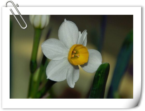 水仙花