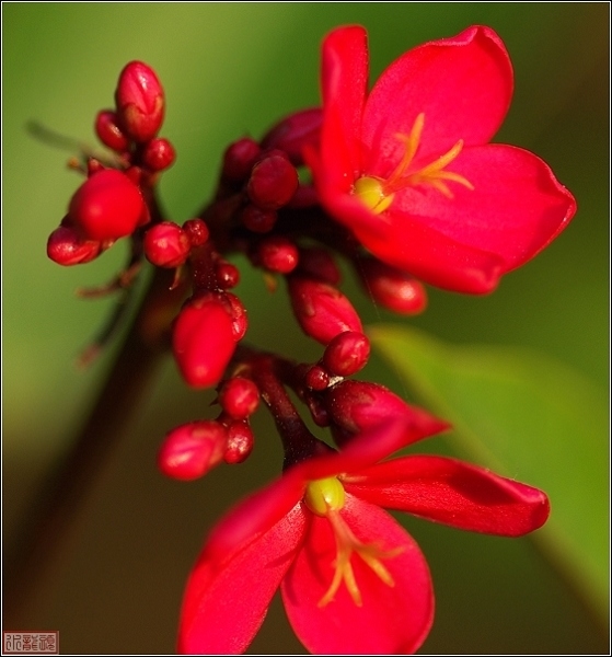 海南系列之冬季花儿依样艳（红花）