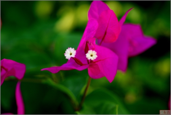 海南系列之冬季花儿依样艳（红花）