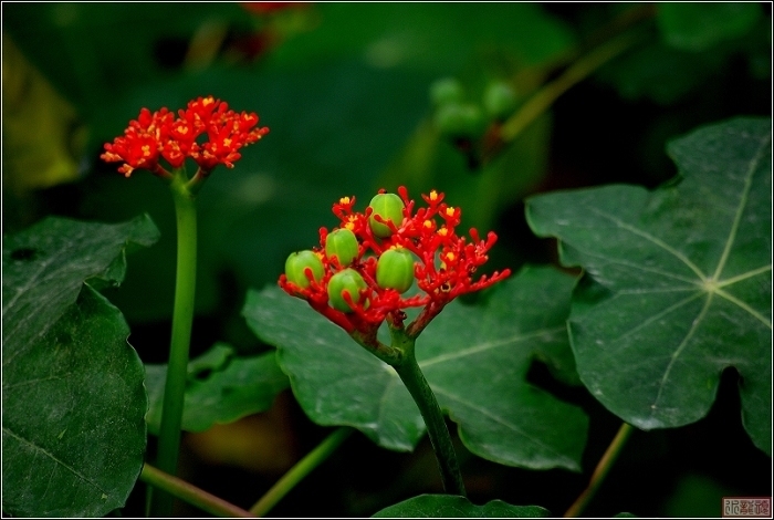 海南系列之冬季花儿依样艳（红花）