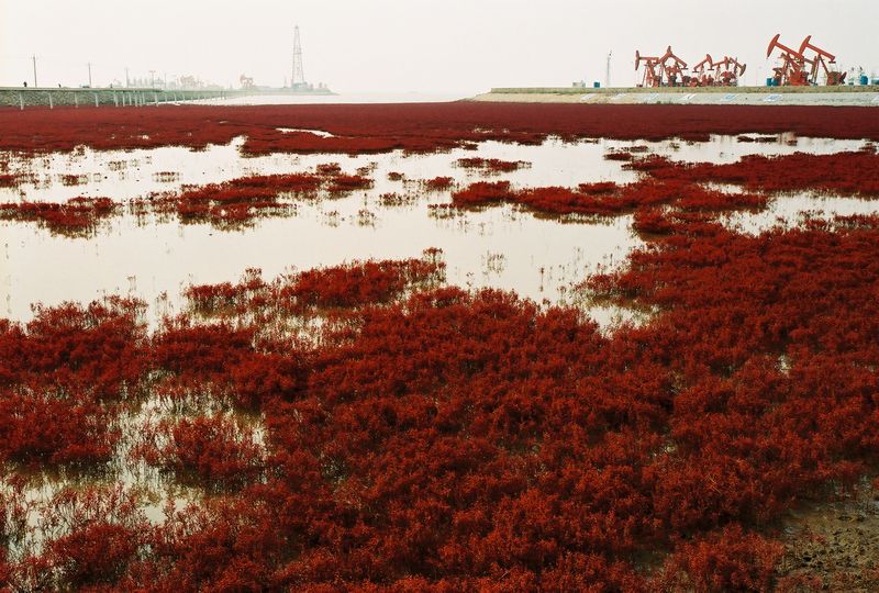 辽宁盘锦红海滩
