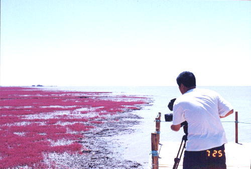 辽宁盘锦红海滩