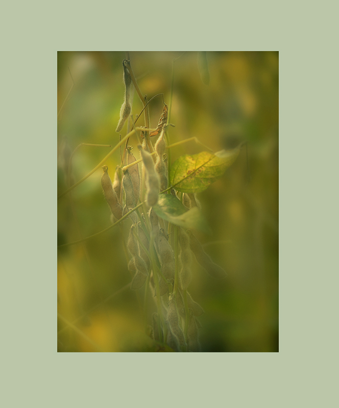 小品-----视觉练习-----秋的季节