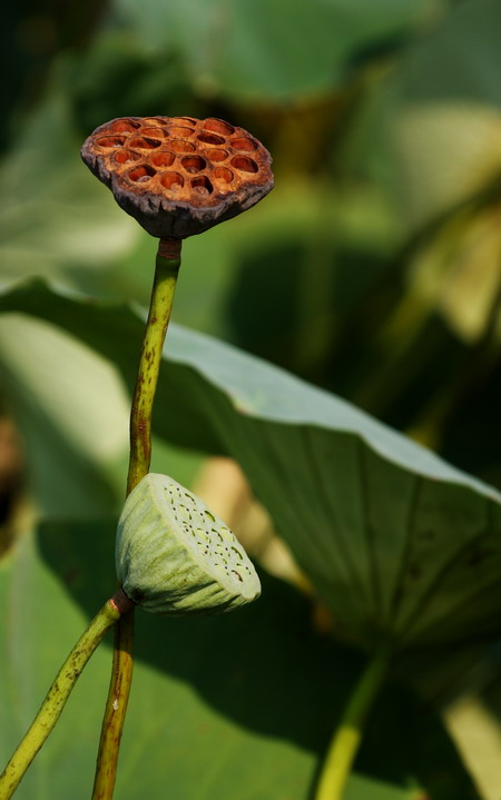 夏日荷花