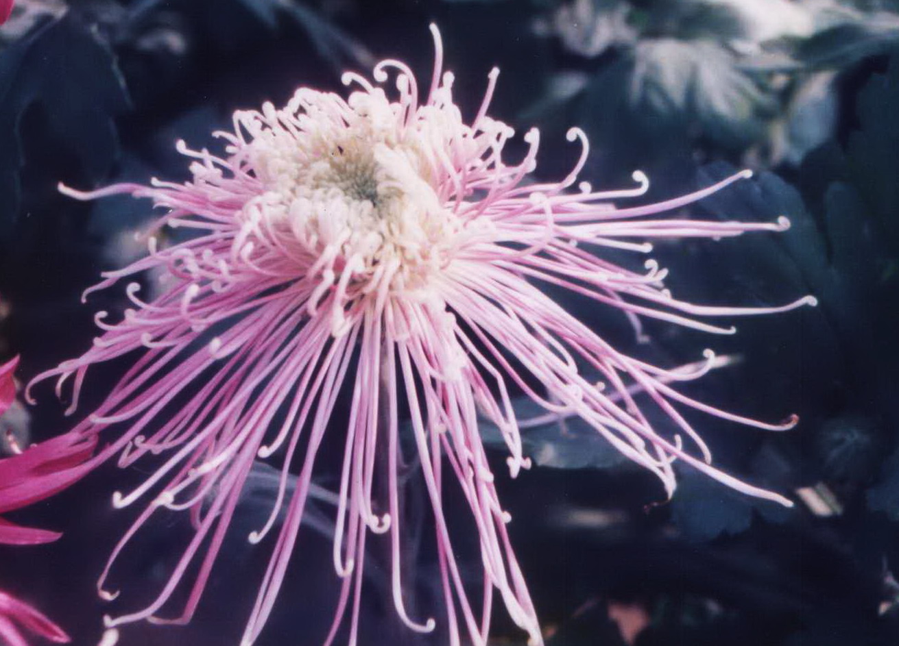 [原创]老照片（花卉、静物）