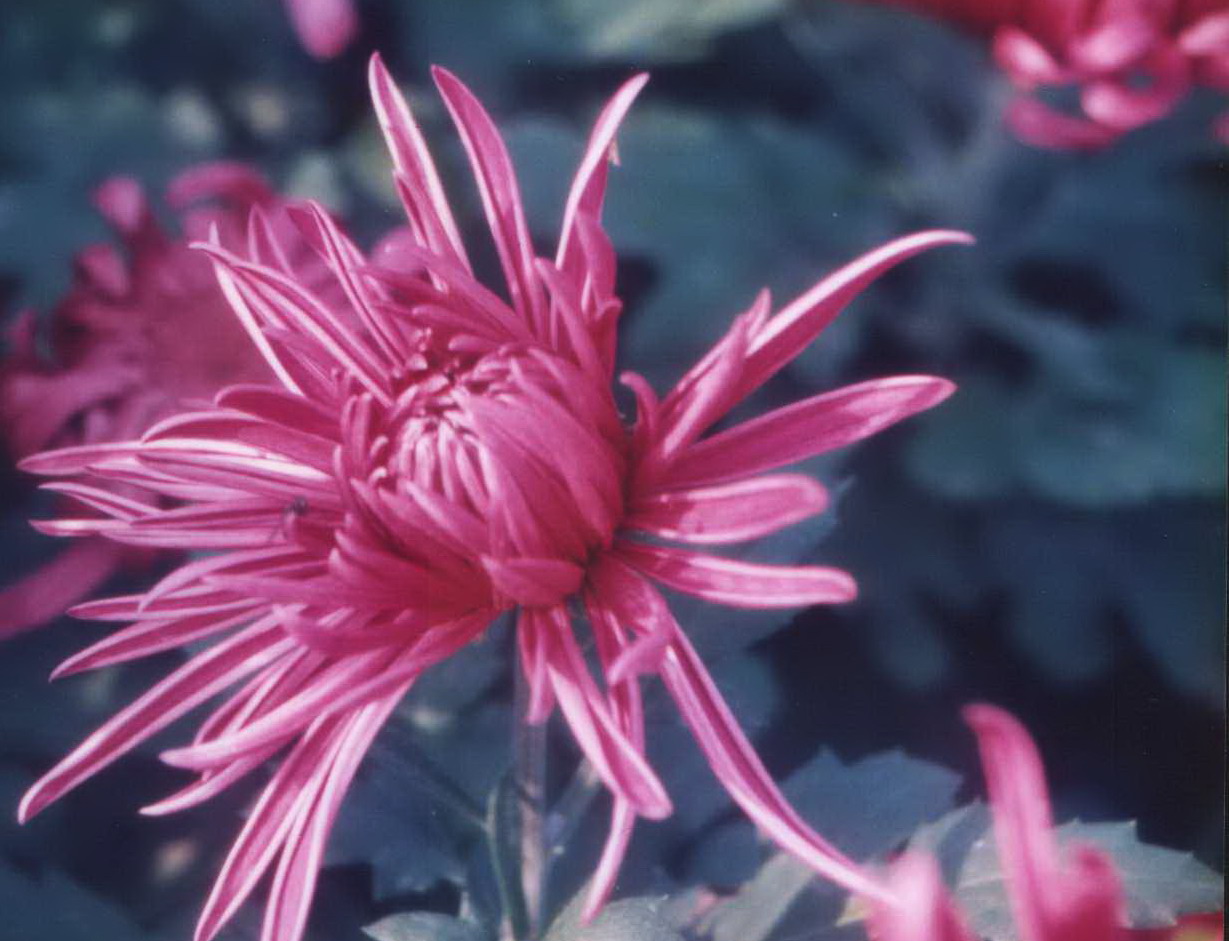 [原创]老照片（花卉、静物）