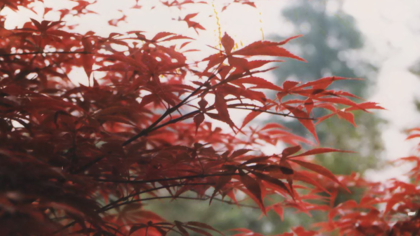 [原创]老照片（花卉、静物）