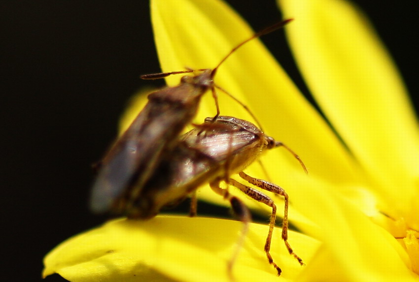 昆虫风采