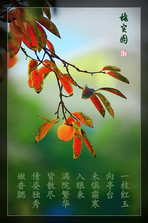 未惧寒霜入眼来