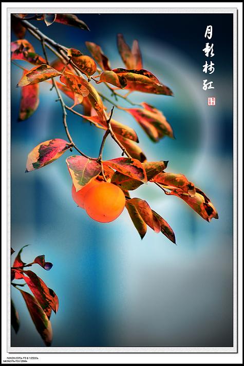 未惧寒霜入眼来