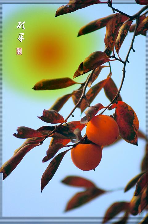 未惧寒霜入眼来