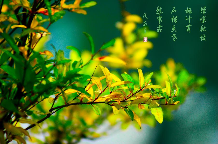 未惧寒霜入眼来