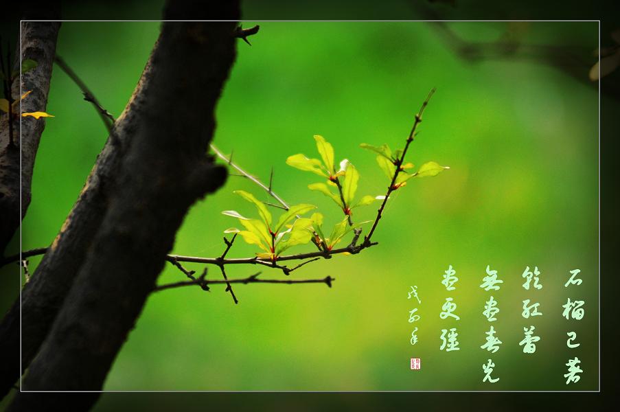 未惧寒霜入眼来