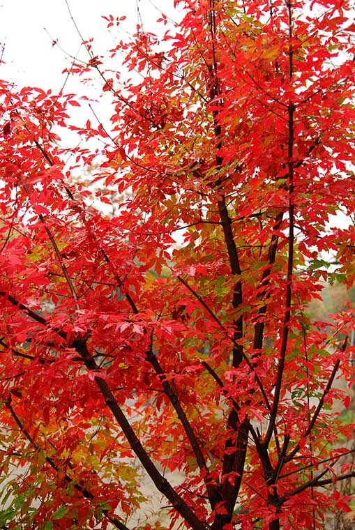 [原创]万紫千红白云山