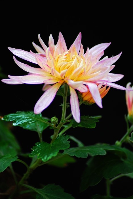 蜂与菊