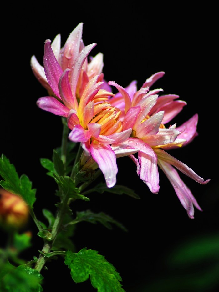 蜂与菊