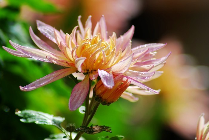 蜂与菊