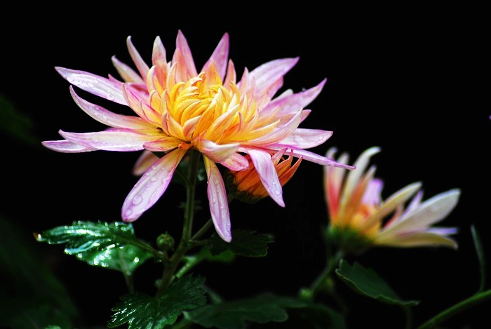 蜂与菊