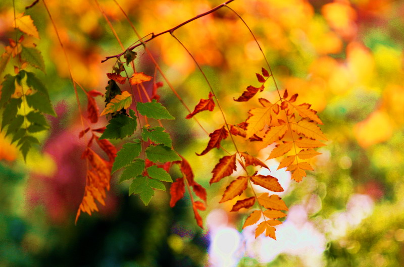 濮阳秋意浓